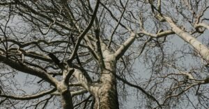 IPTV İncelemeleri 2025’te Hangileri Öne Çıkıyor ve Gerçek Test Sonuçları Neler?